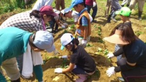 140608植え付け4